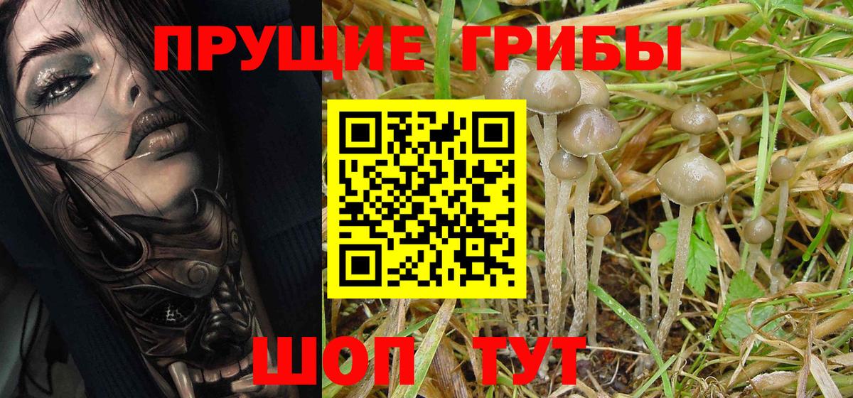 Псилоцибиновые грибы Psilocybe Полевской